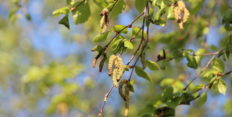 POLLEN