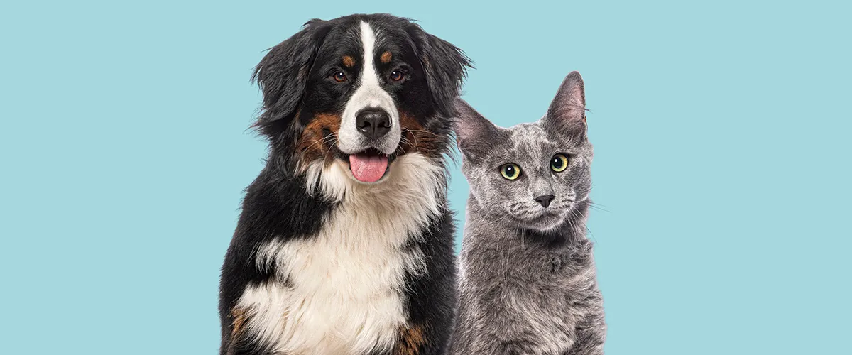 Leven met een huisdierenallergie: alles wat je moet weten