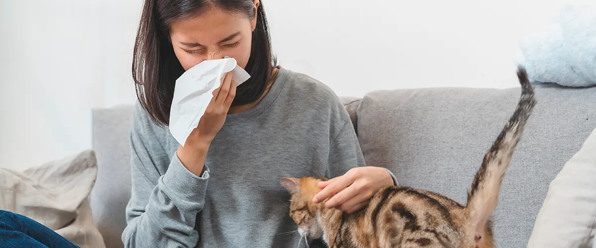 Kattenallergie: leven met een kattenallergie