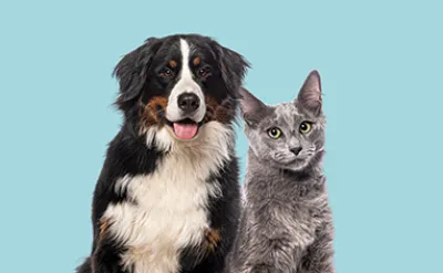 Leven met een huisdierenallergie: alles wat je moet weten