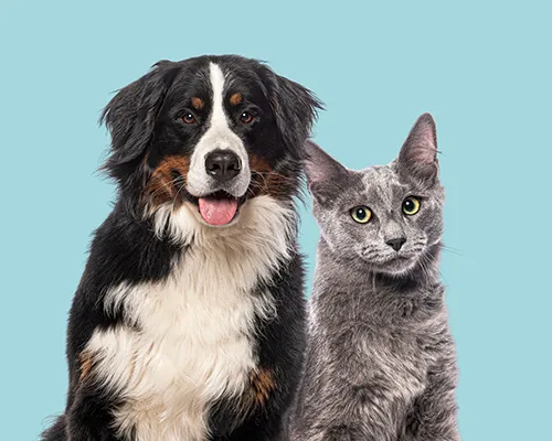 Leven met een huisdierenallergie: alles wat je moet weten