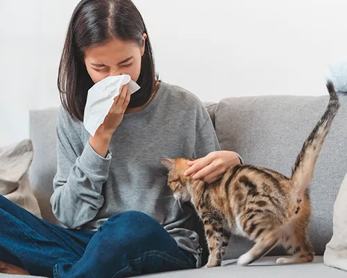 Kattenallergie: leven met een kattenallergie